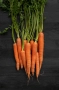 carrot exports