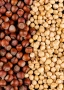 Iranian Hazelnut