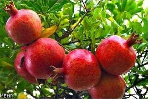 major price of pomegranate exports