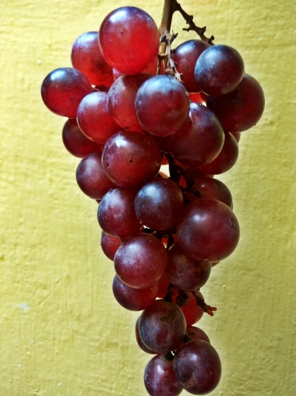 انگور