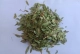 کاسنی