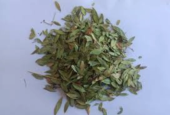 کاسنی
